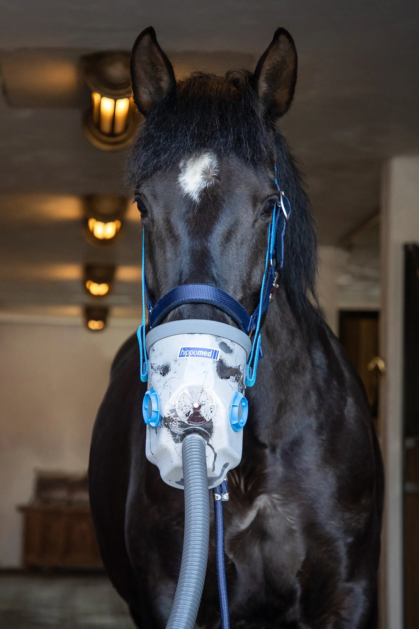 Hippomed AirOne Ultraschall-Inhalator für Pferde mit Maske, Warmblut* Ergänzungsfuttermittel Für Pferde