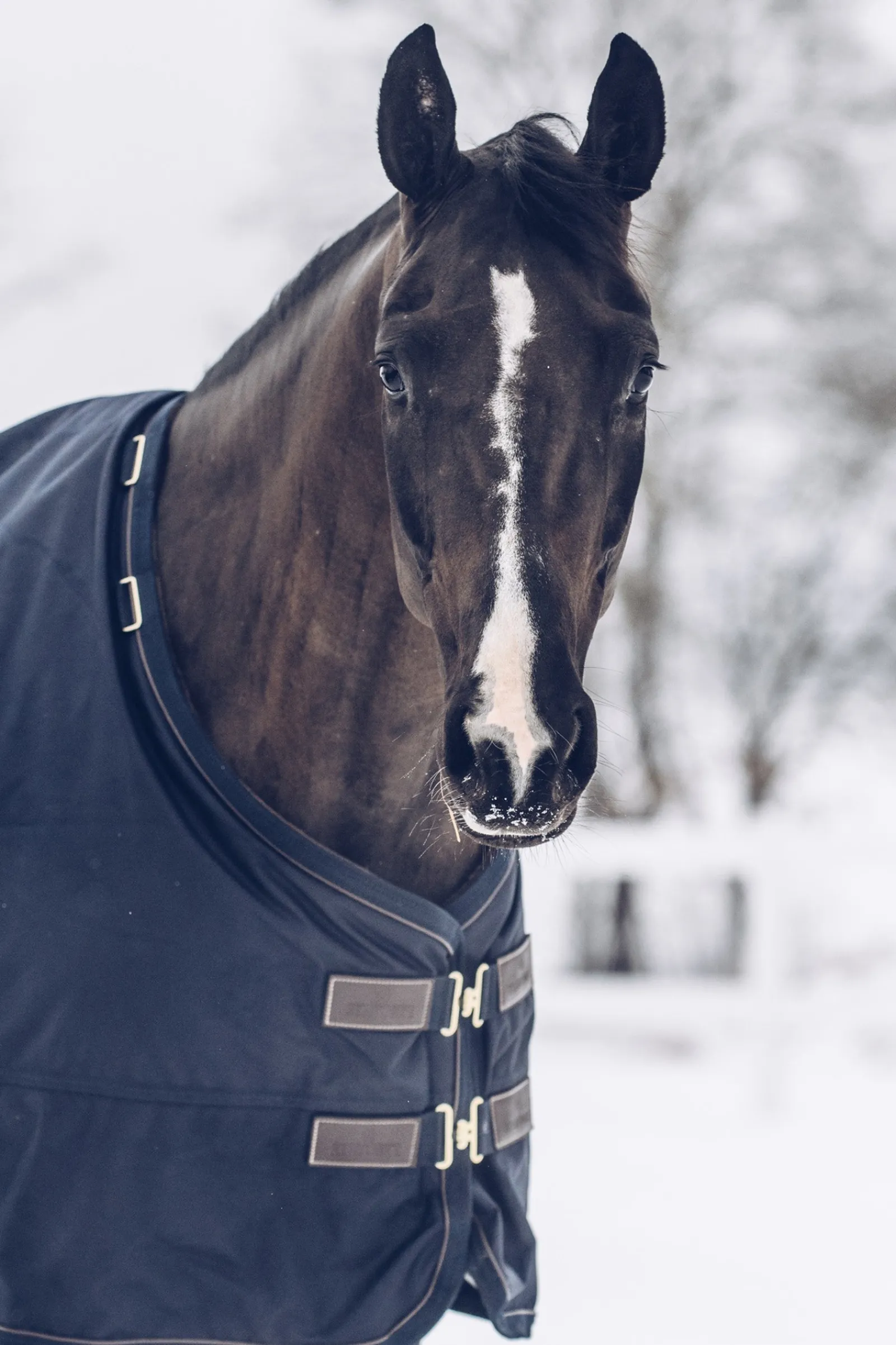 Kentucky Horsewear All Weather Waterproof Classic Winterdecke, 300g* Mittelschwere & Schwere Winterdecken