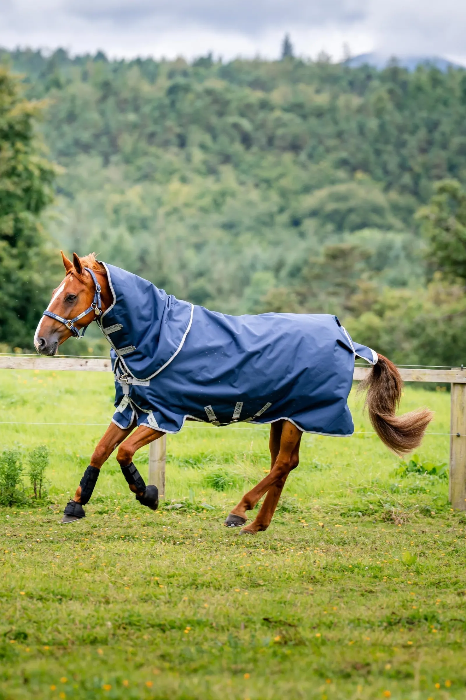 Horseware Amigo Bravo 12 Plus Weidedecke mit abnehmbarem Hals, 400g* Mittelschwere & Schwere Winterdecken