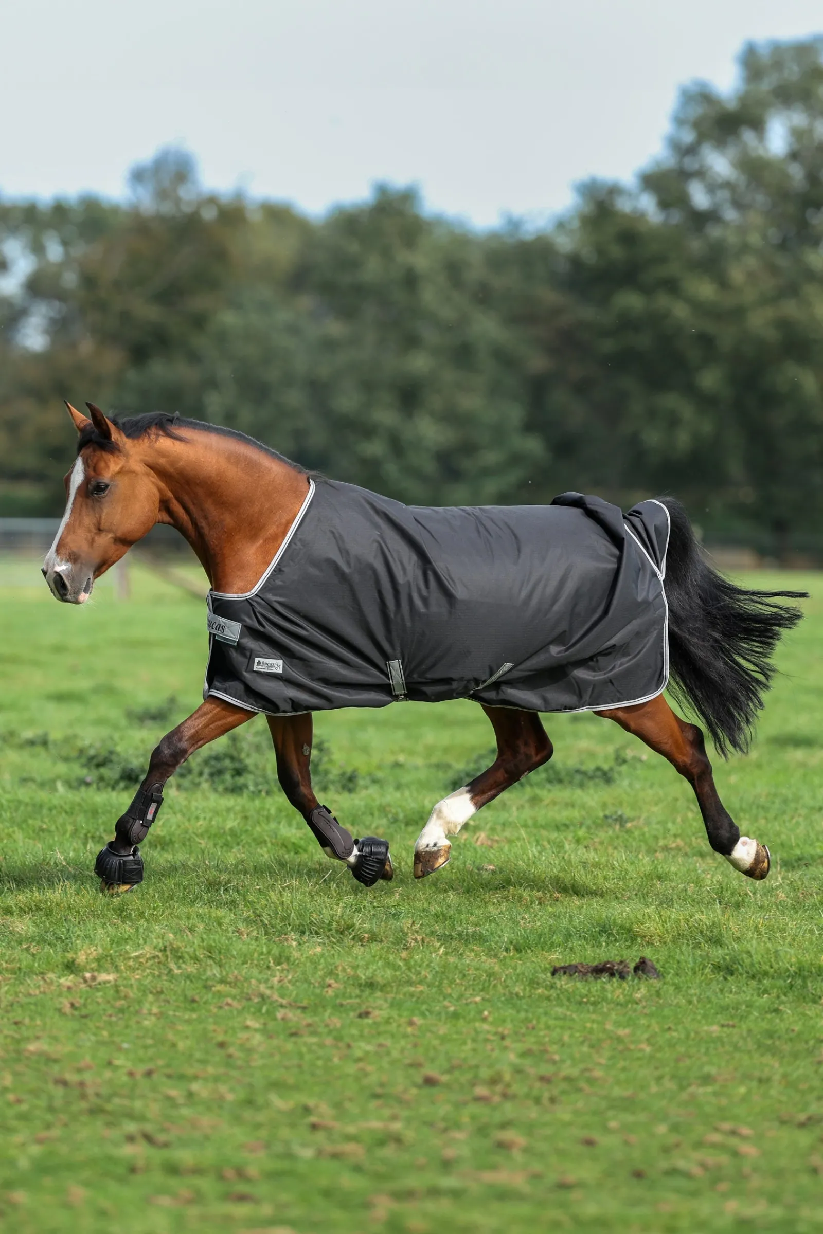 Bucas Anniversary SD leichte Regendecke, 0g* Leichte Weidedecken