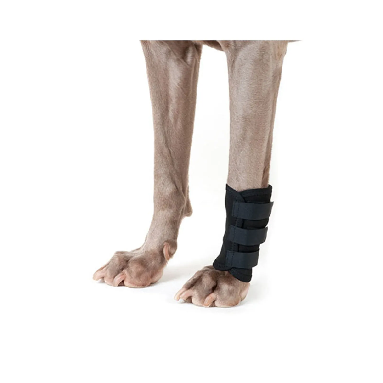 Back on Track Bandage für Hunde (1 Stück)* Weitere Produkte Für Hunde