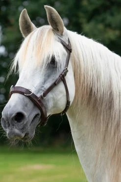 F.R.A. Freedom Riding Articles Baro Kappzaum, Leder* Longier- Und Trainingsausrüstung