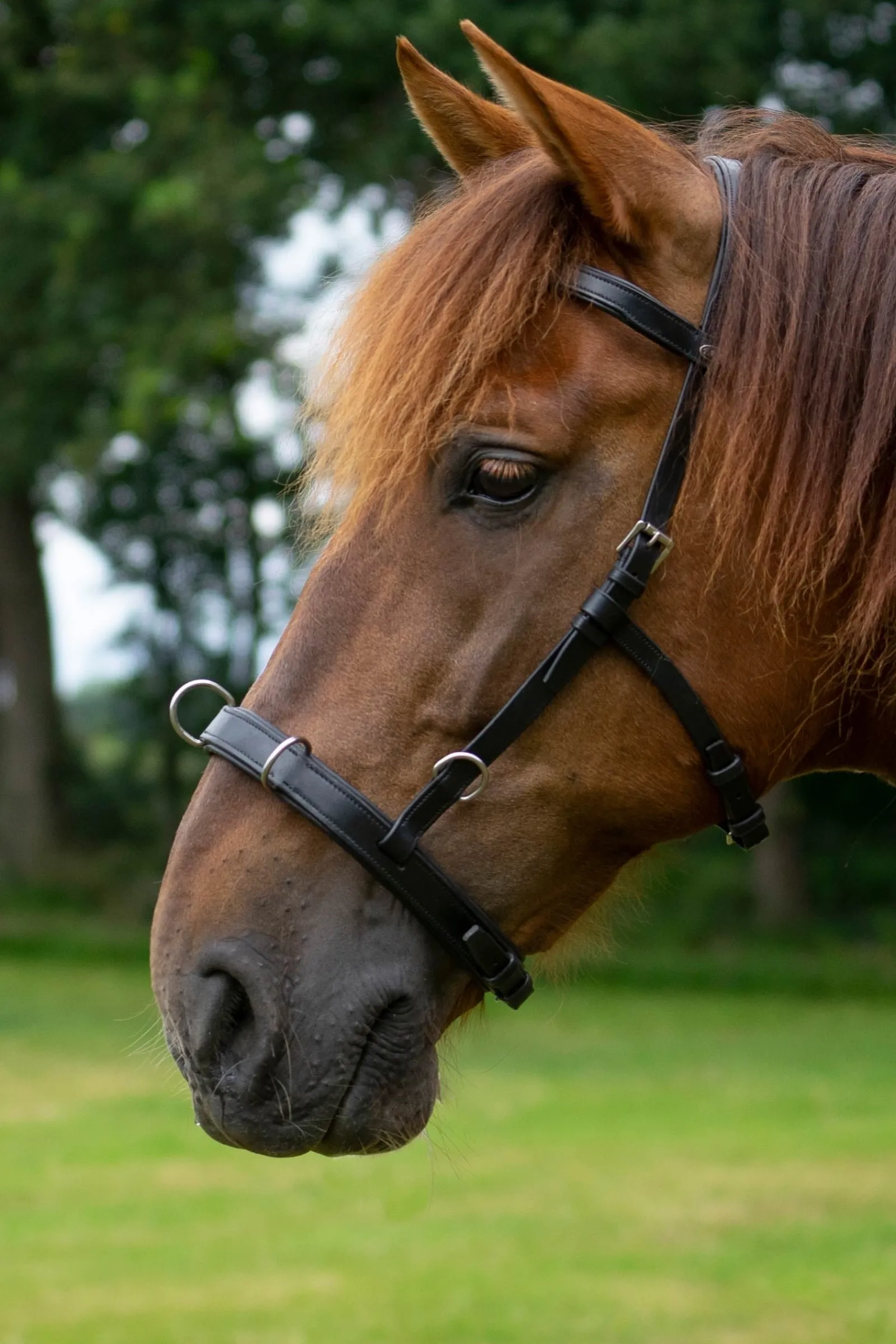 F.R.A. Freedom Riding Articles Baro Kappzaum, Leder (Shire)* Kappzäume|Longier- Und Trainingsausrüstung