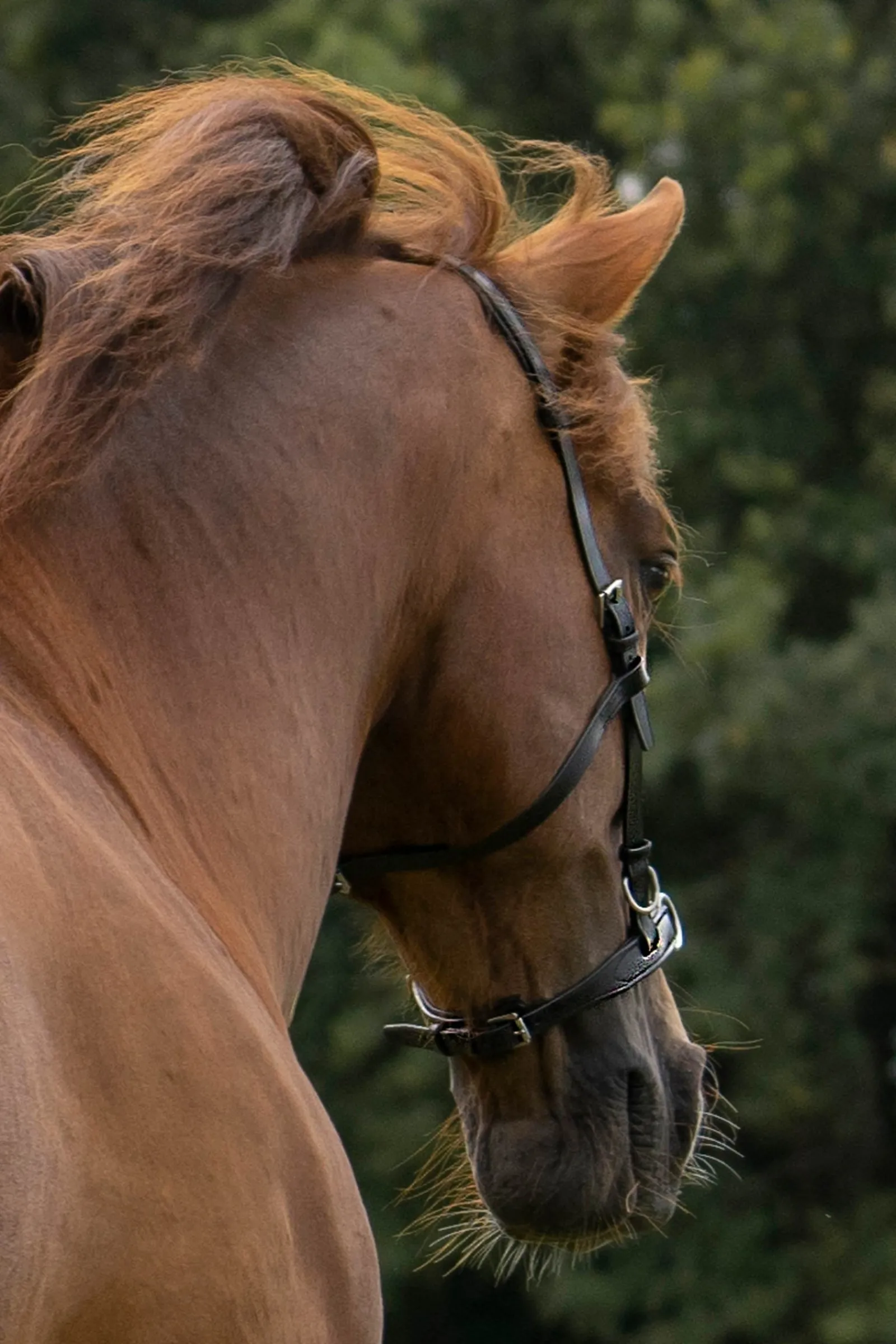 F.R.A. Freedom Riding Articles Baro Kappzaum, Leder (Shire)* Kappzäume|Longier- Und Trainingsausrüstung