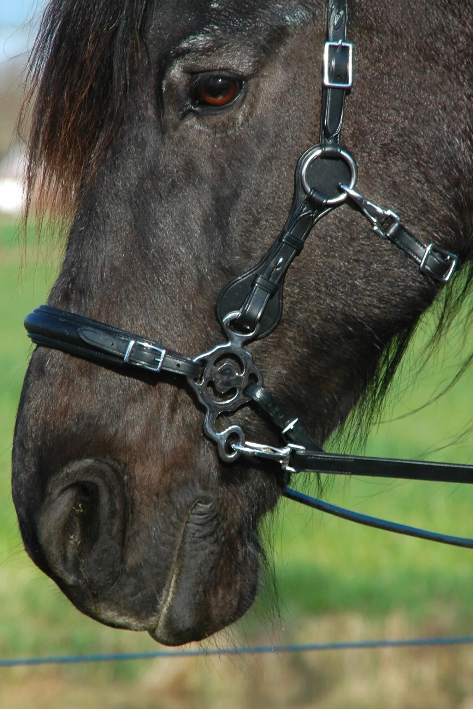 F.R.A. Freedom Riding Articles Calli Hackamore Zaum mit Zügeln (System 2)* Trensen & Nasenriemen