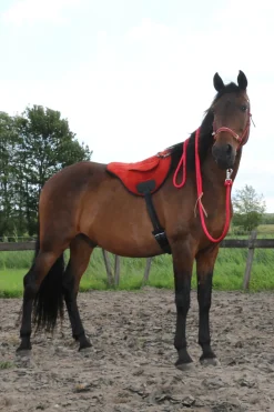 F.R.A. Freedom Riding Articles Chico Reitschabracken und Reitdecken, Nubuck Leather* Sättel