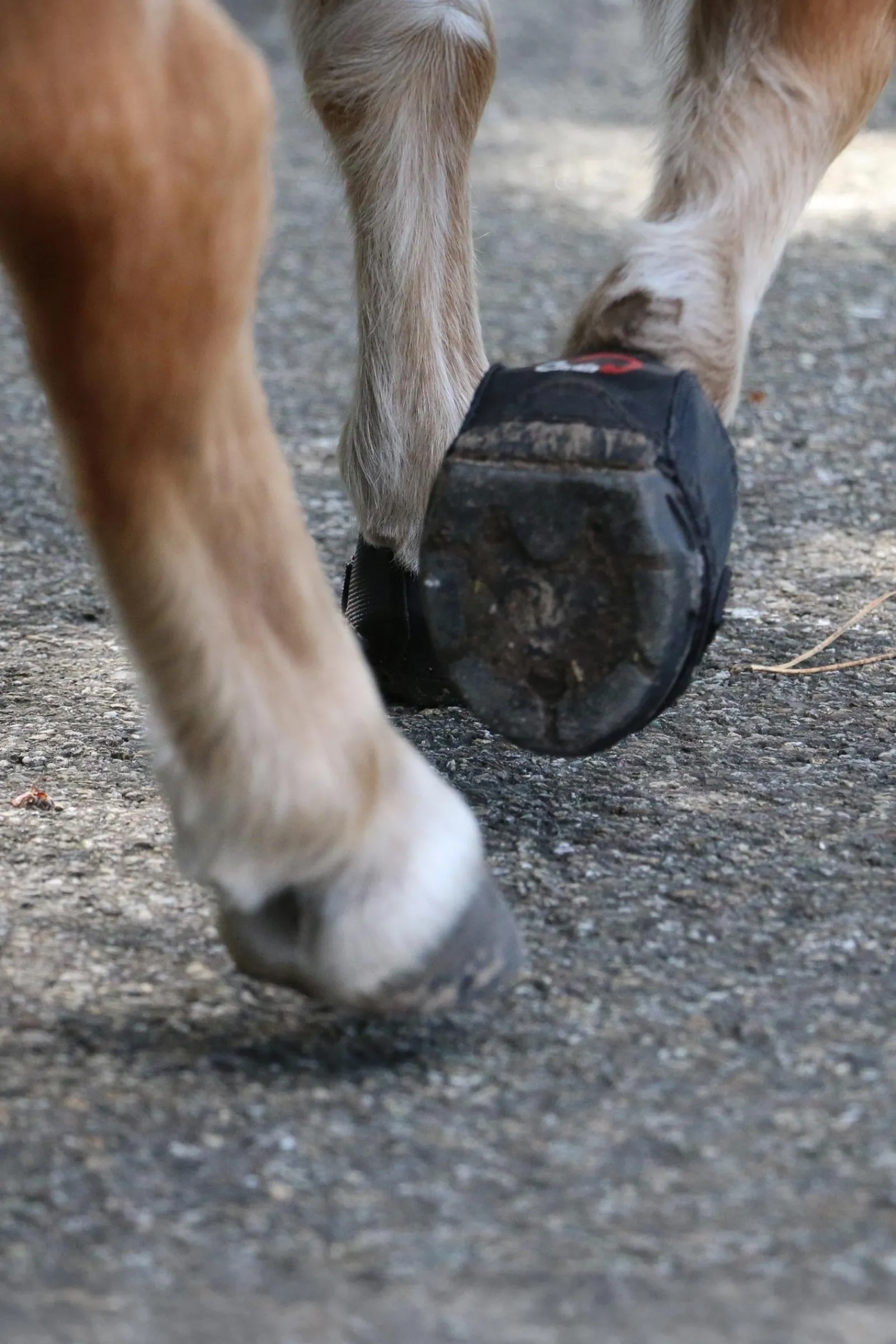Cavallo Hoof Boots F.R.A. CLB Hufschuhe (regulär/Paar)* Hufschuhe & Medizinische Hufschuhe