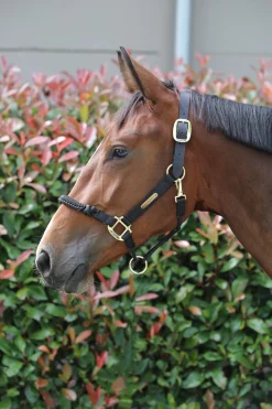 Kentucky Horsewear Control Halfter* Halfter