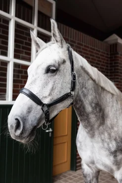 Horze Delémont Lederhalfter* Halfter