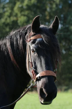 F.R.A. Freedom Riding Articles Diego Gebisslose Trense* Trensen & Nasenriemen