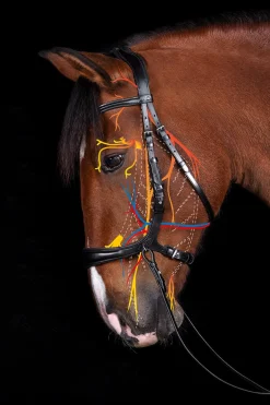Schockemöhle Sports Equitus Theta 3in1 Trense* Trensen & Nasenriemen