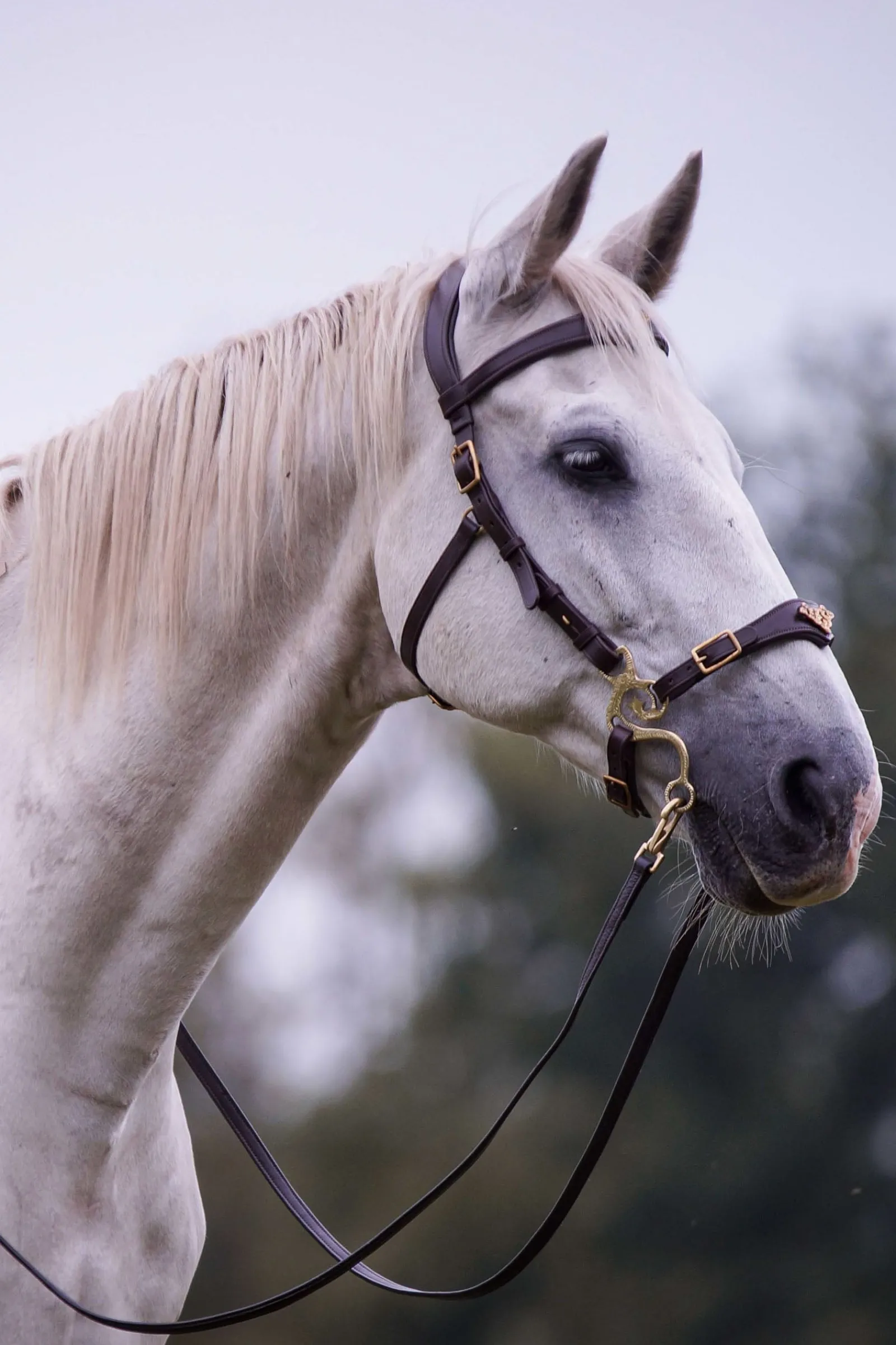 F.R.A. Freedom Riding Articles Imperial Hackamore Zaum mit Zügeln (System 2)* Trensen & Nasenriemen
