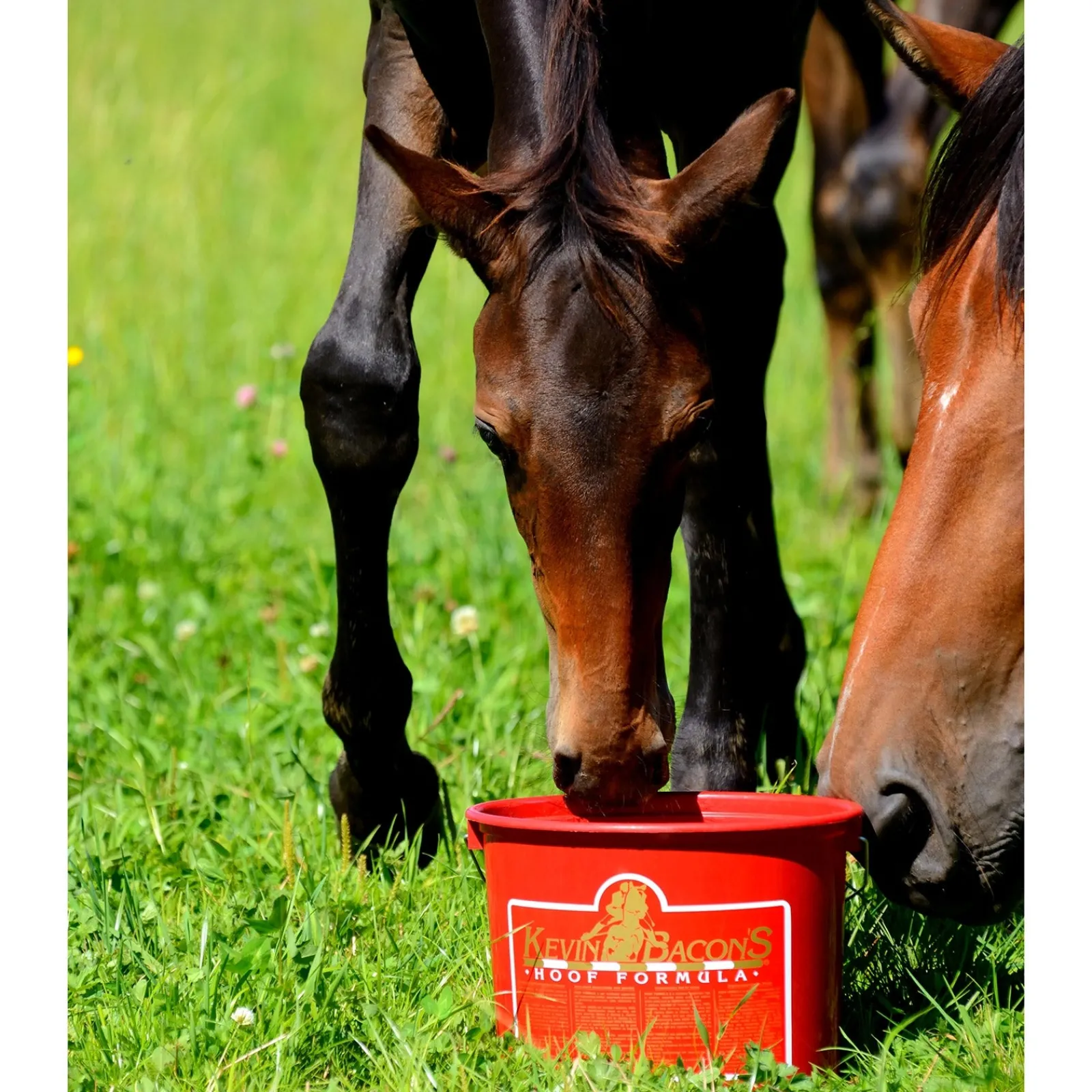 Kevin's Bacon Kevin Bacon's Hoof Formula* Ergänzungsfuttermittel Für Pferde