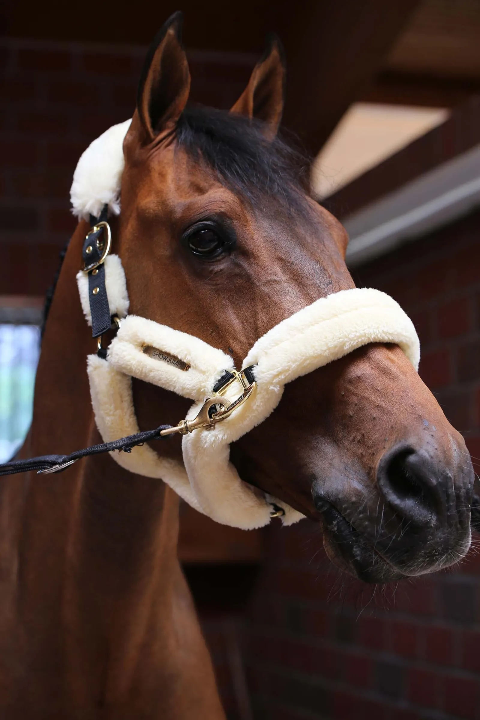 Kentucky Horsewear Lammfell Transport-Halfter* Halfter
