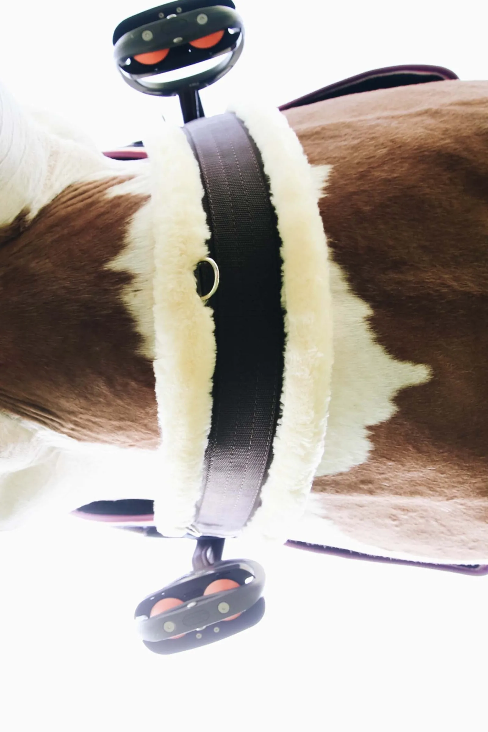 Kentucky Horsewear Lammfell-Gurt* Sattelgurte