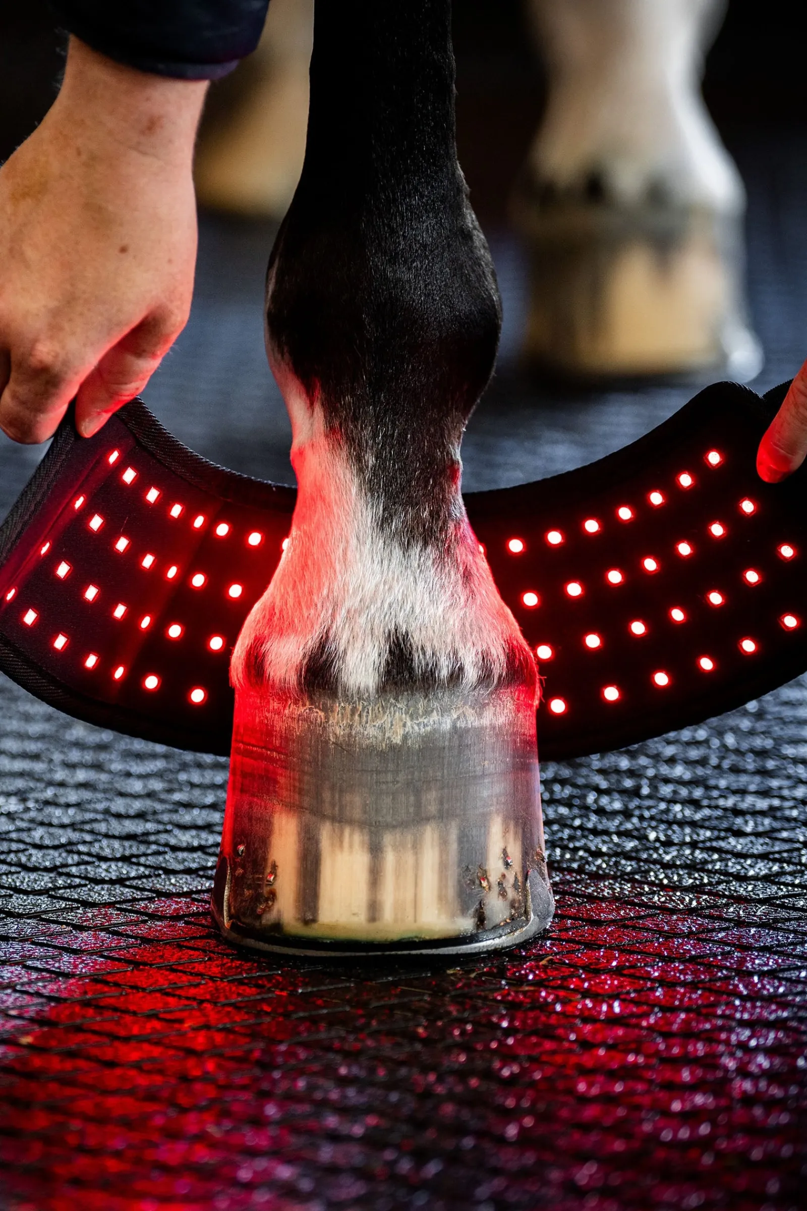 Horseware LED Rotlicht Therapie Mini-Gamasche (1 Stk.)* Therapie- & Kühlgamaschen
