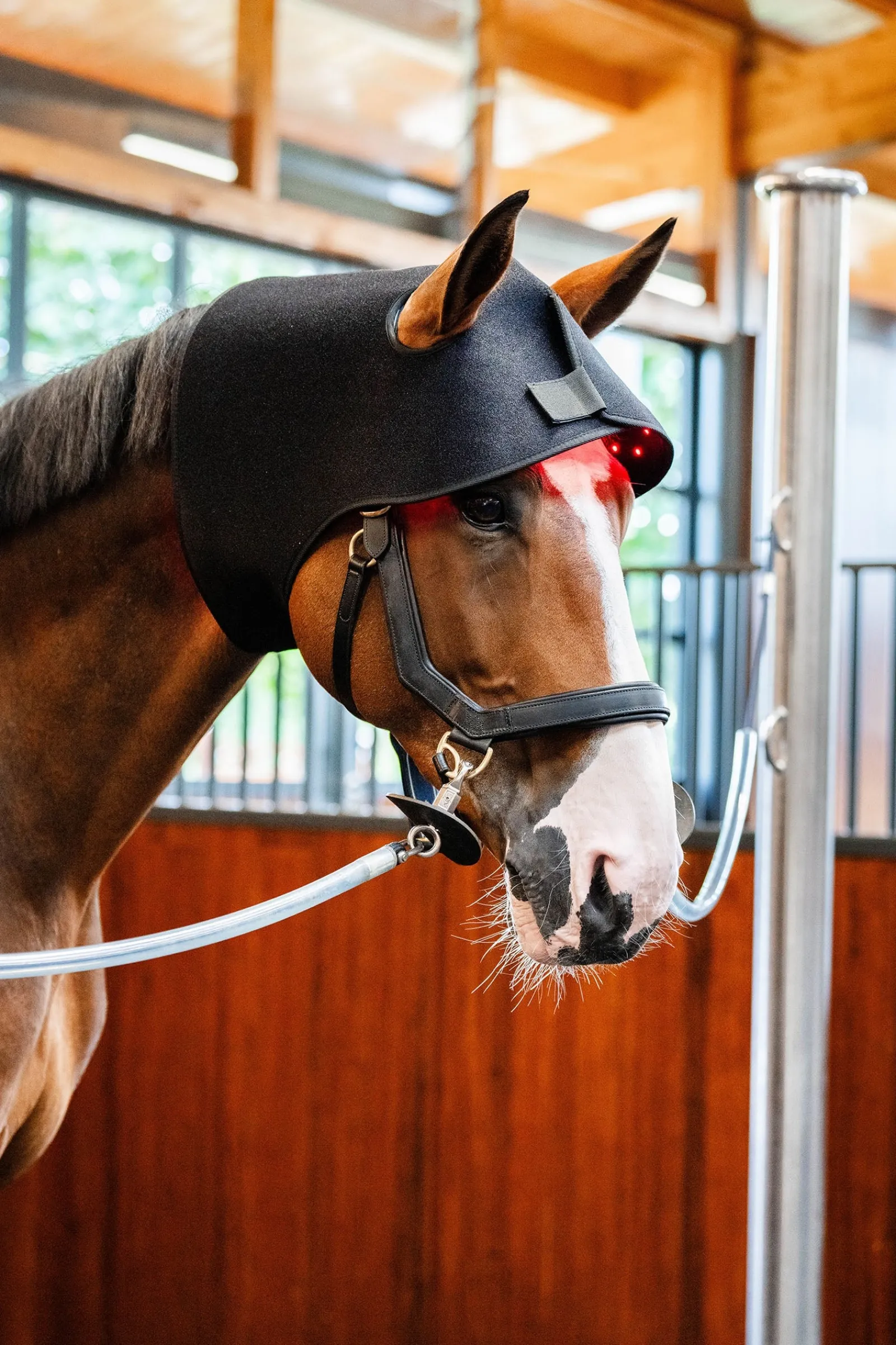 Horseware LED Rotlicht-Therapie Genickhaube* Therapie-Decken|Therapie-Decken