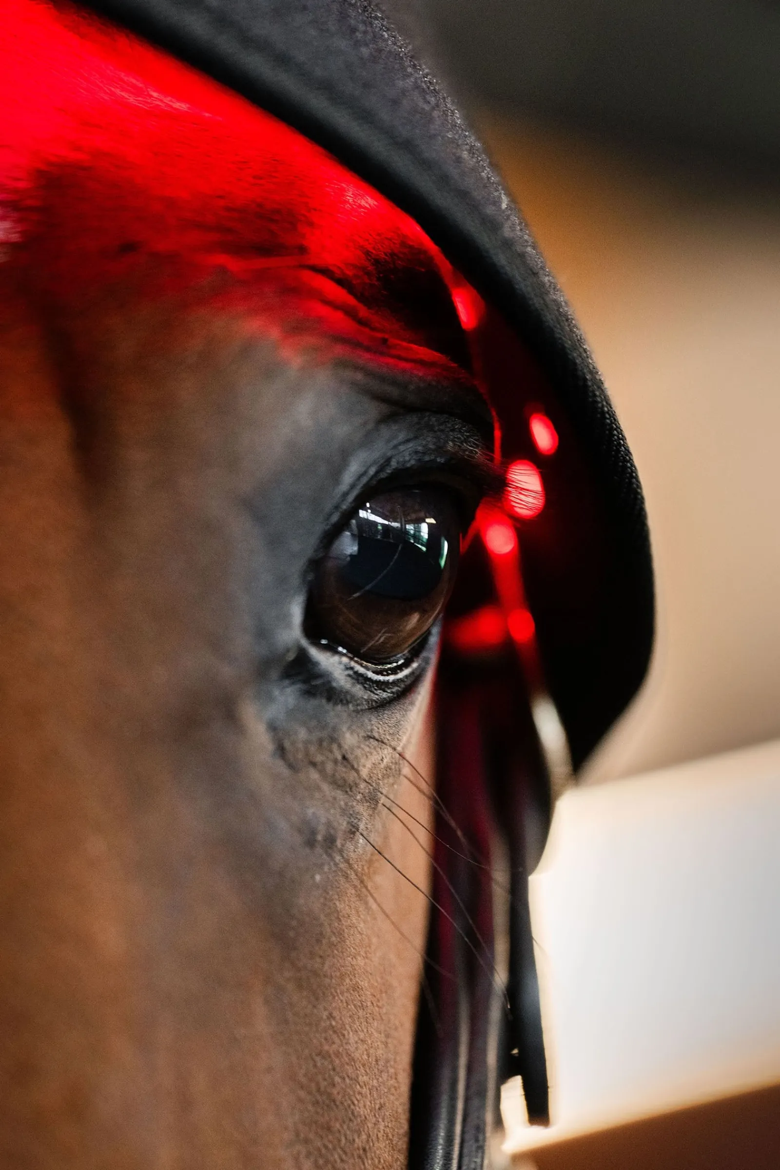 Horseware LED Rotlicht-Therapie Genickhaube* Therapie-Decken|Therapie-Decken