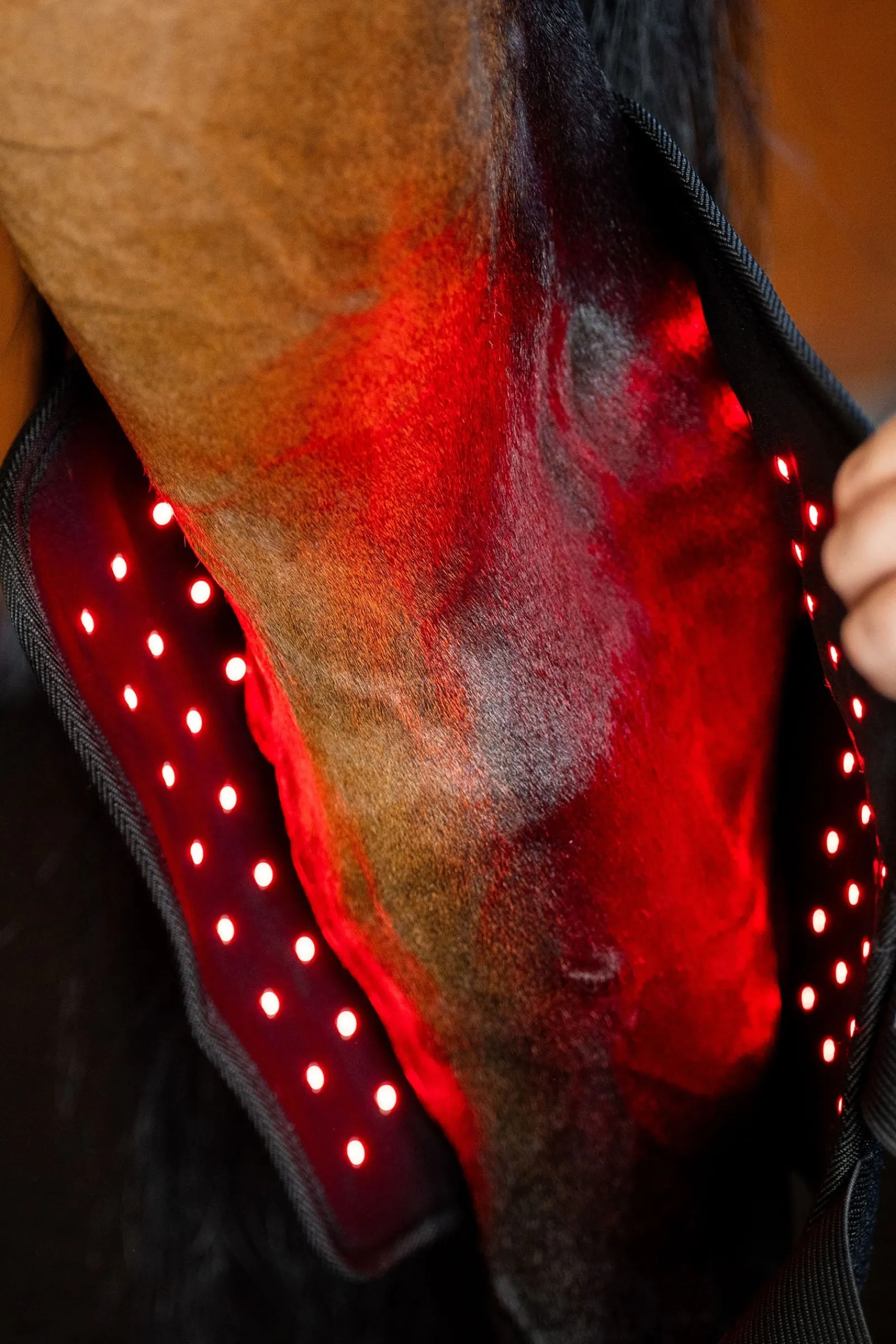 Horseware LED Rotlicht-Therapie Sprunggelenksgamasche (1 Stk.)* Therapie- & Kühlgamaschen