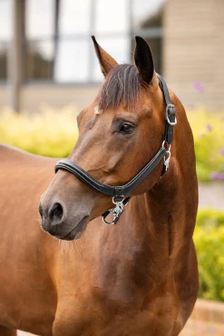 LeMieux Leder Grooming Halfter* Lederhalfter