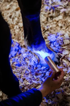 Horseware LED-Rotlicht-Therapie Stab* Therapie-Decken|Therapie-Decken