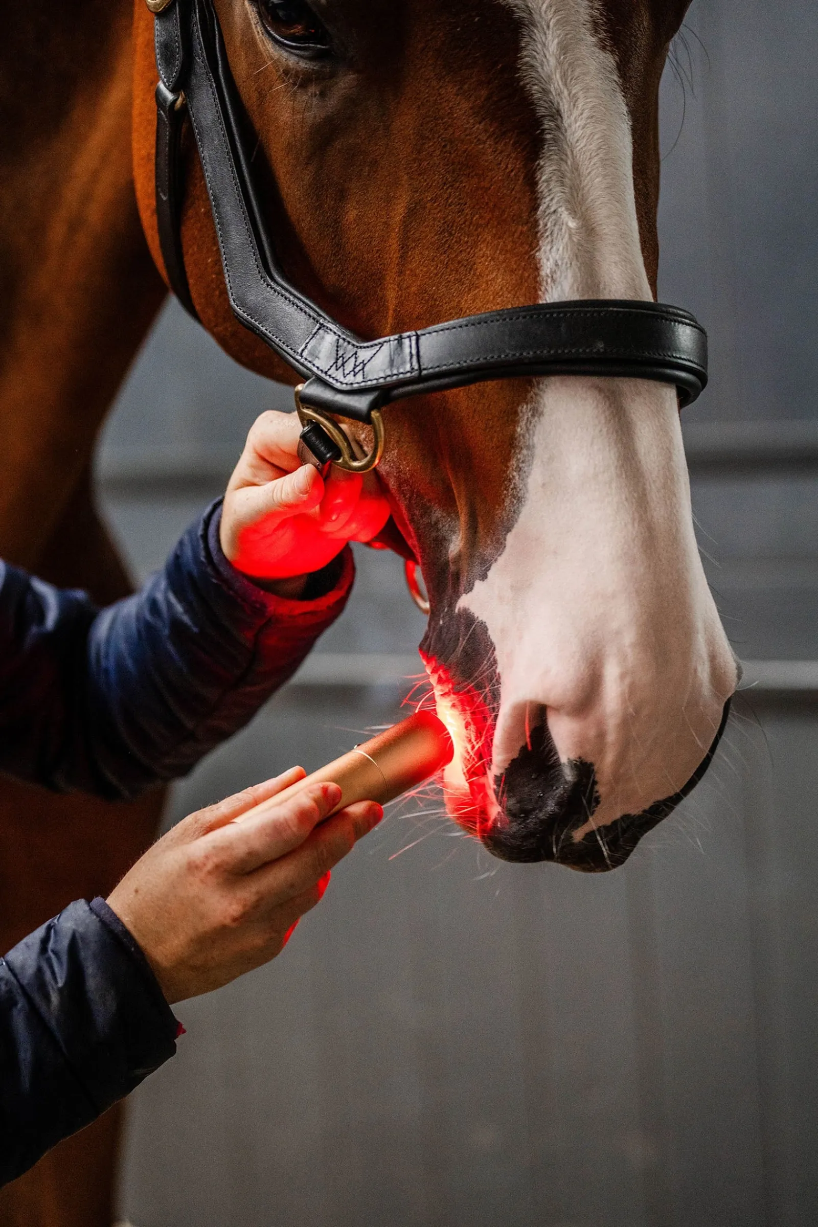 Horseware LED-Rotlicht-Therapie Stab* Therapie-Decken|Therapie-Decken