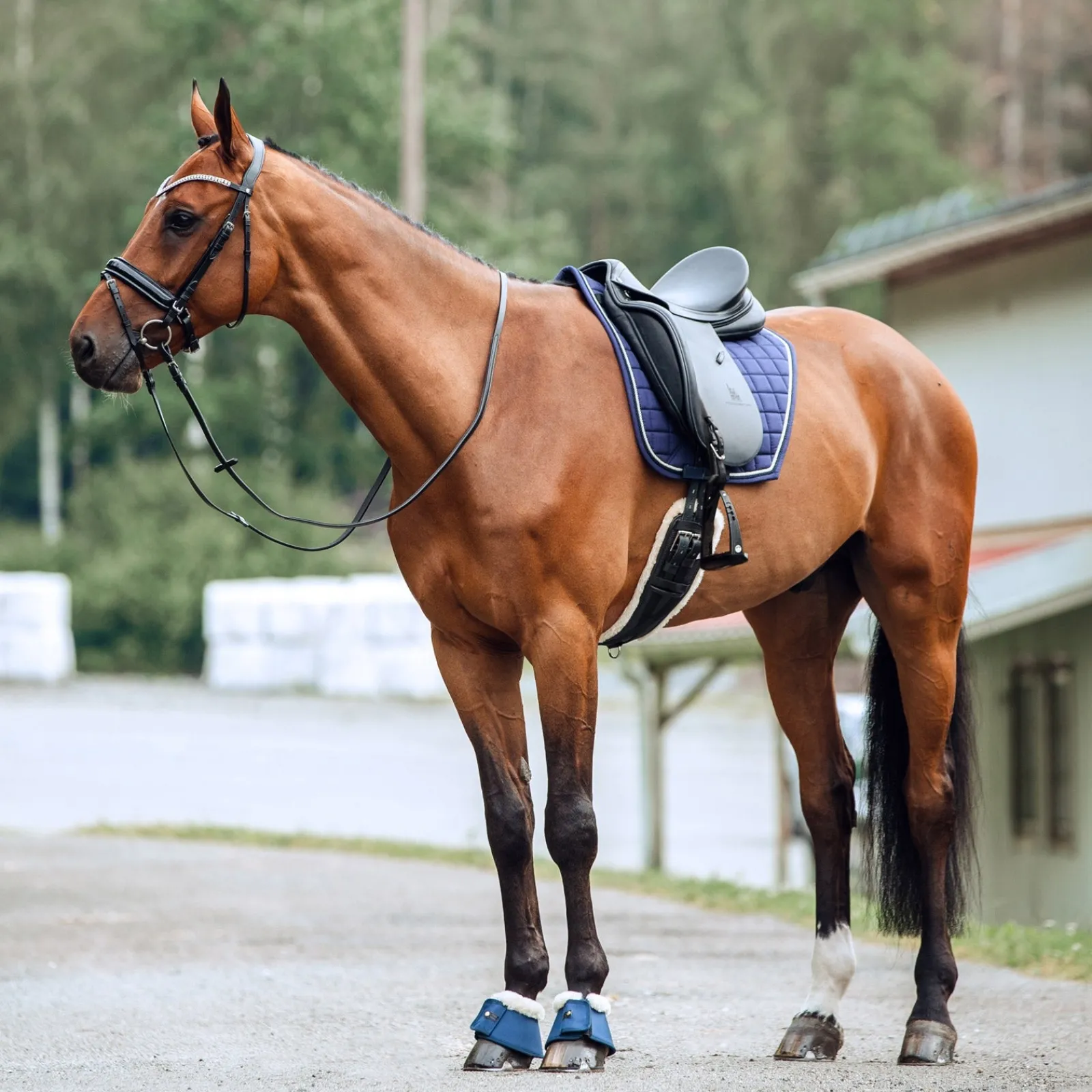 Horze Lincoln Dressurschabracke* Dressurschabracken