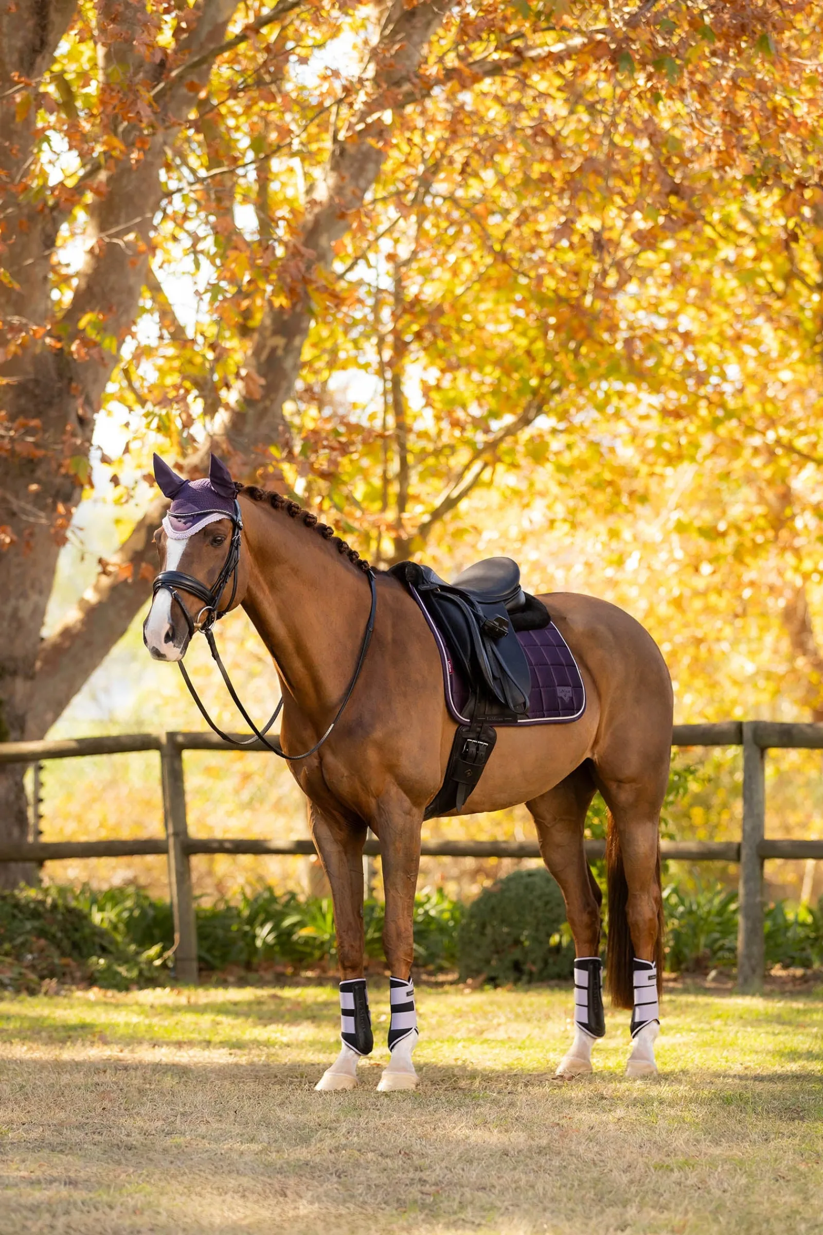 LeMieux Merino+ Loire Classic Dressur-Satteldecke* Dressurschabracken
