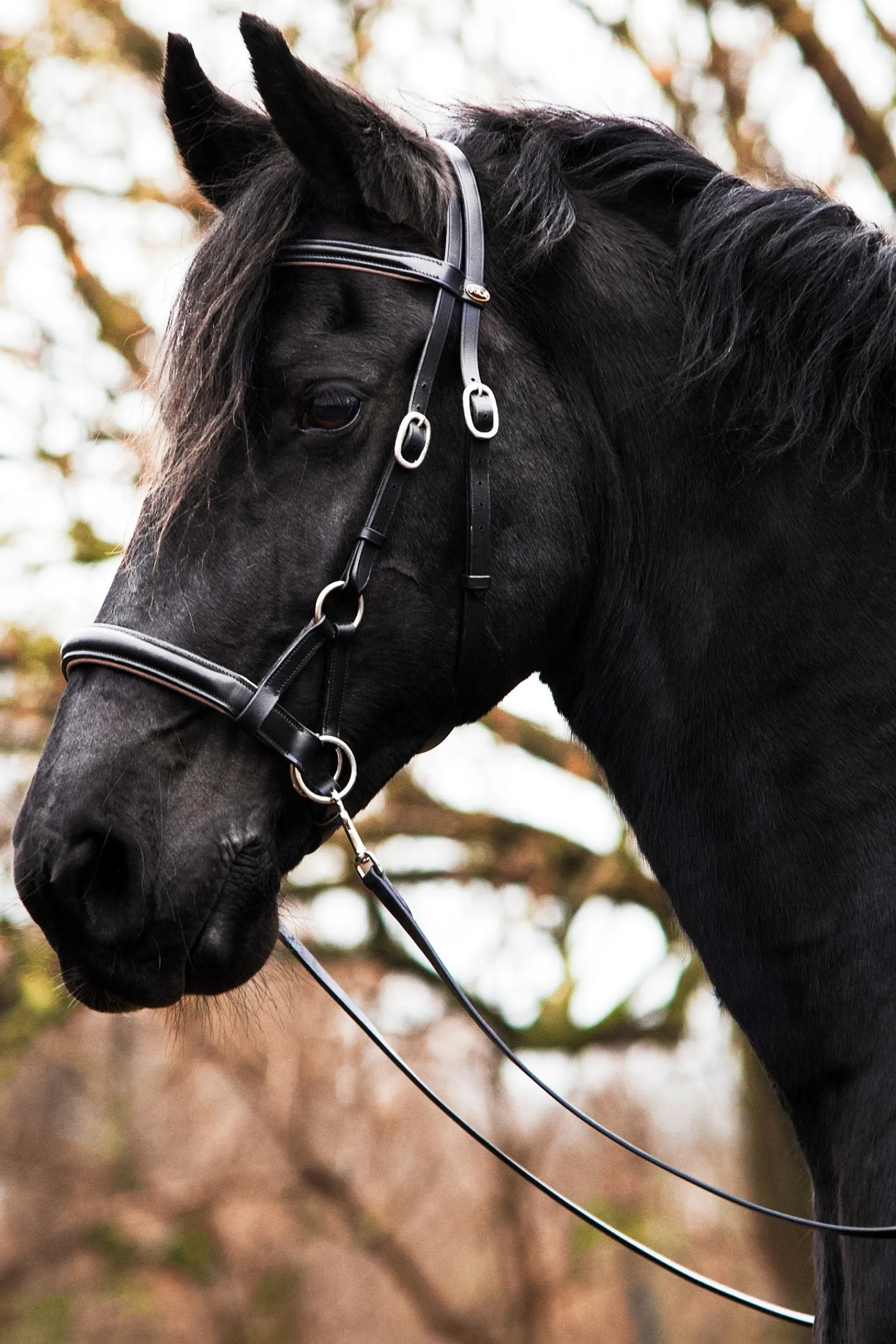 F.R.A. Freedom Riding Articles Pardoes de Luxe Sidepull mit Zügeln (System 3)* Trensen & Nasenriemen