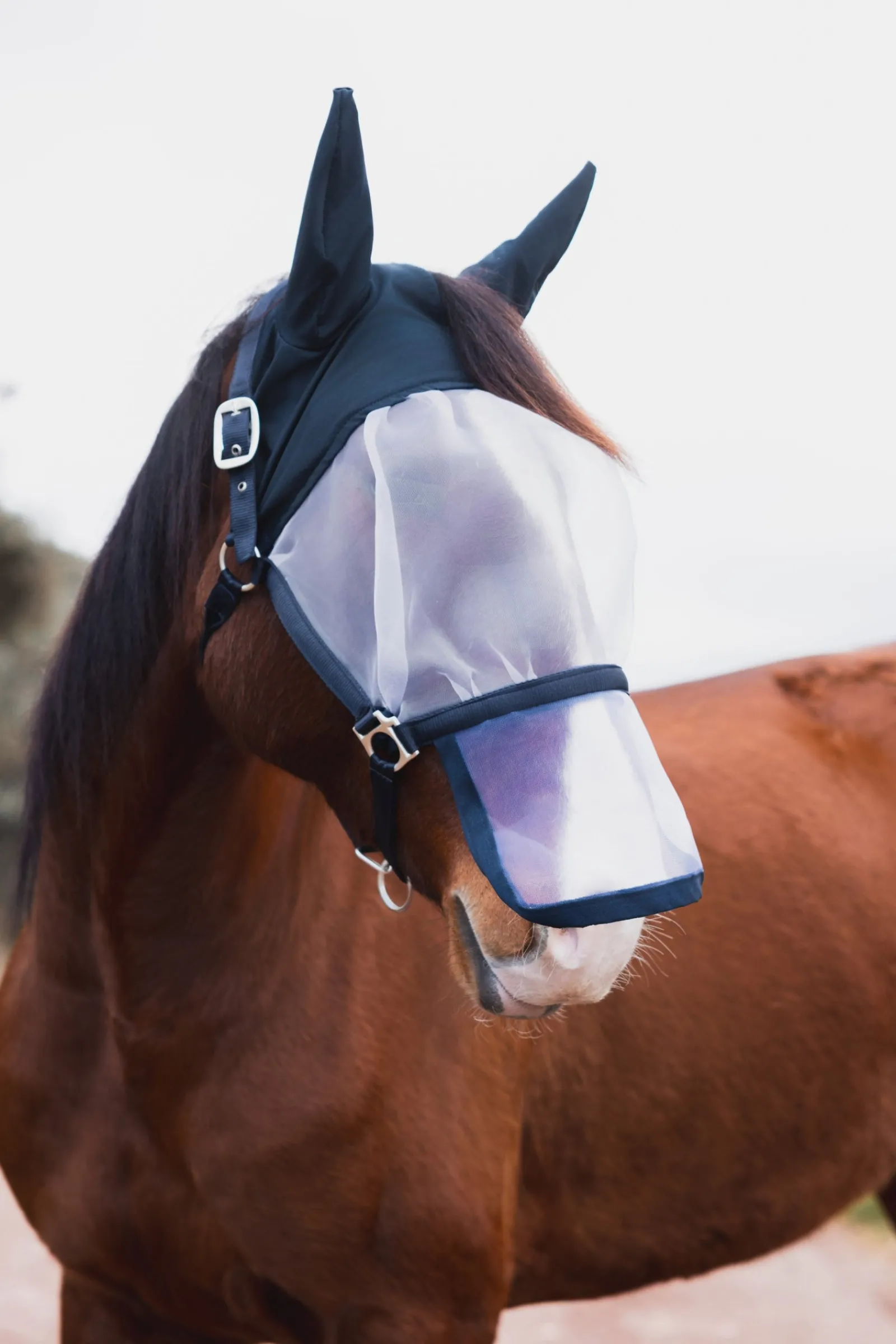 Horze Paso Fino Halfter mit Fliegenmaske* Fliegenmasken & Fliegenfransen