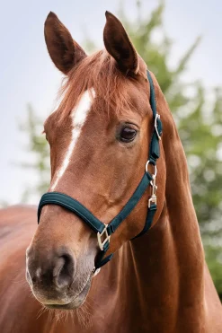 Waldhausen Perlon Satin Halter* Halfter