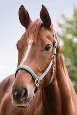 Waldhausen Perlon Satin Halter* Halfter