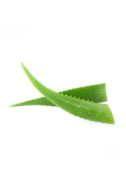 Waldhausen Pflegespray für Mähne & Schweif mit Aloe Vera, 2,5 l* Haar- & Mähnen- & Schweifpflege