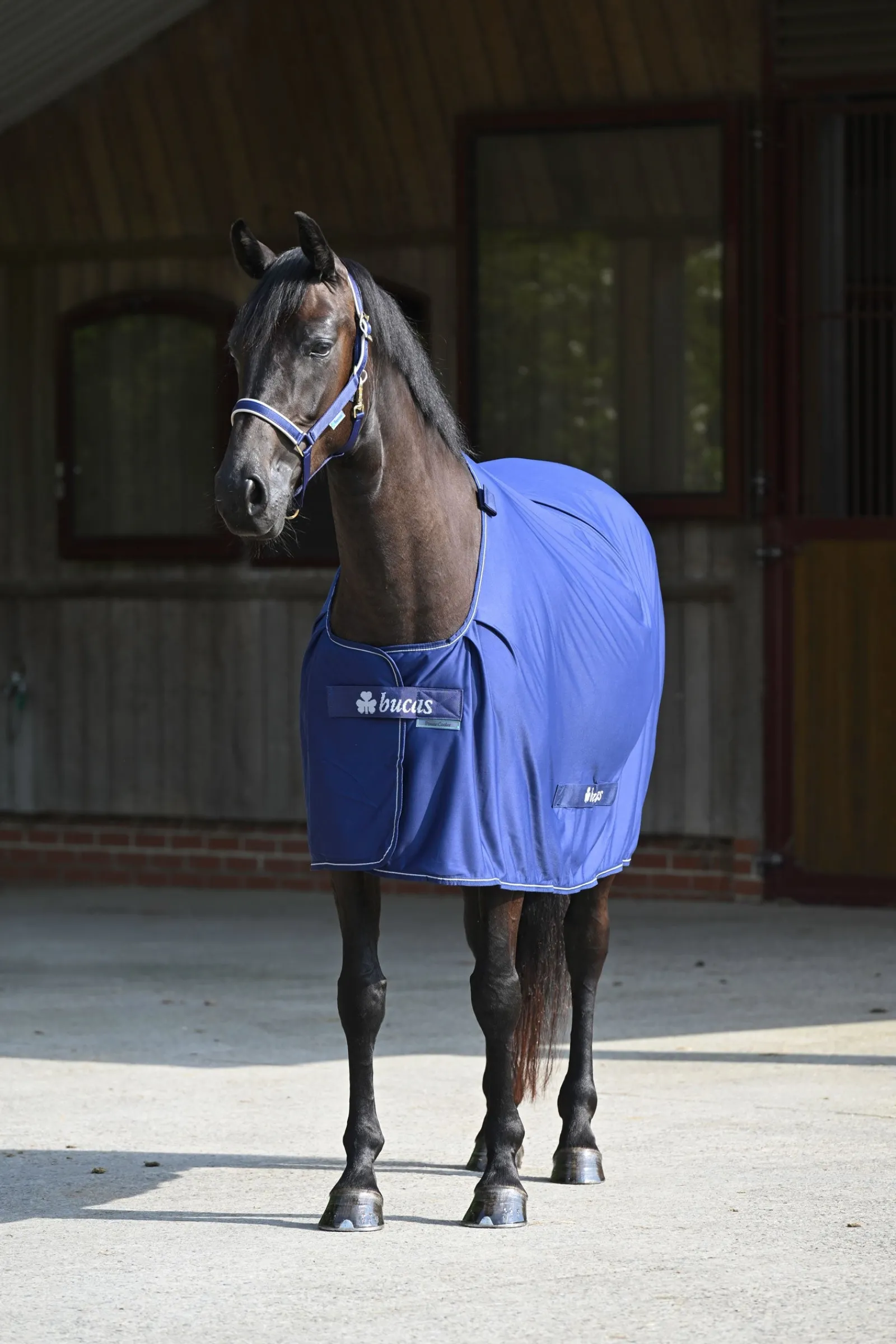 Bucas Power Abschwitzdecke + Halsteil Set* Abschwitzdecken