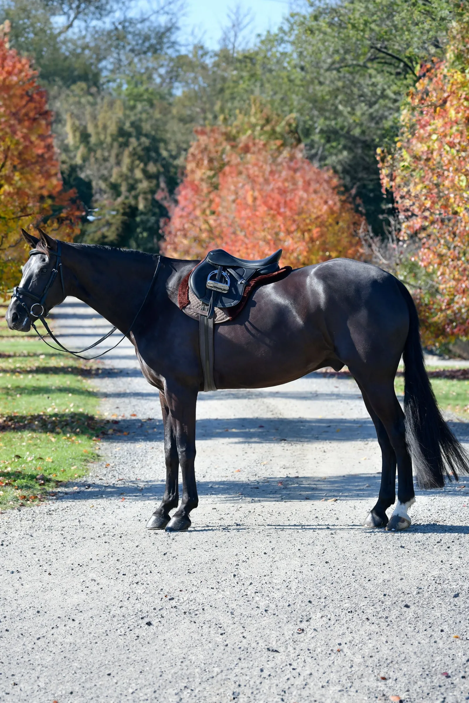 Weatherbeeta Prime Comfy Fleece Numnah* Spring- & Vielseitigkeitsschabracken