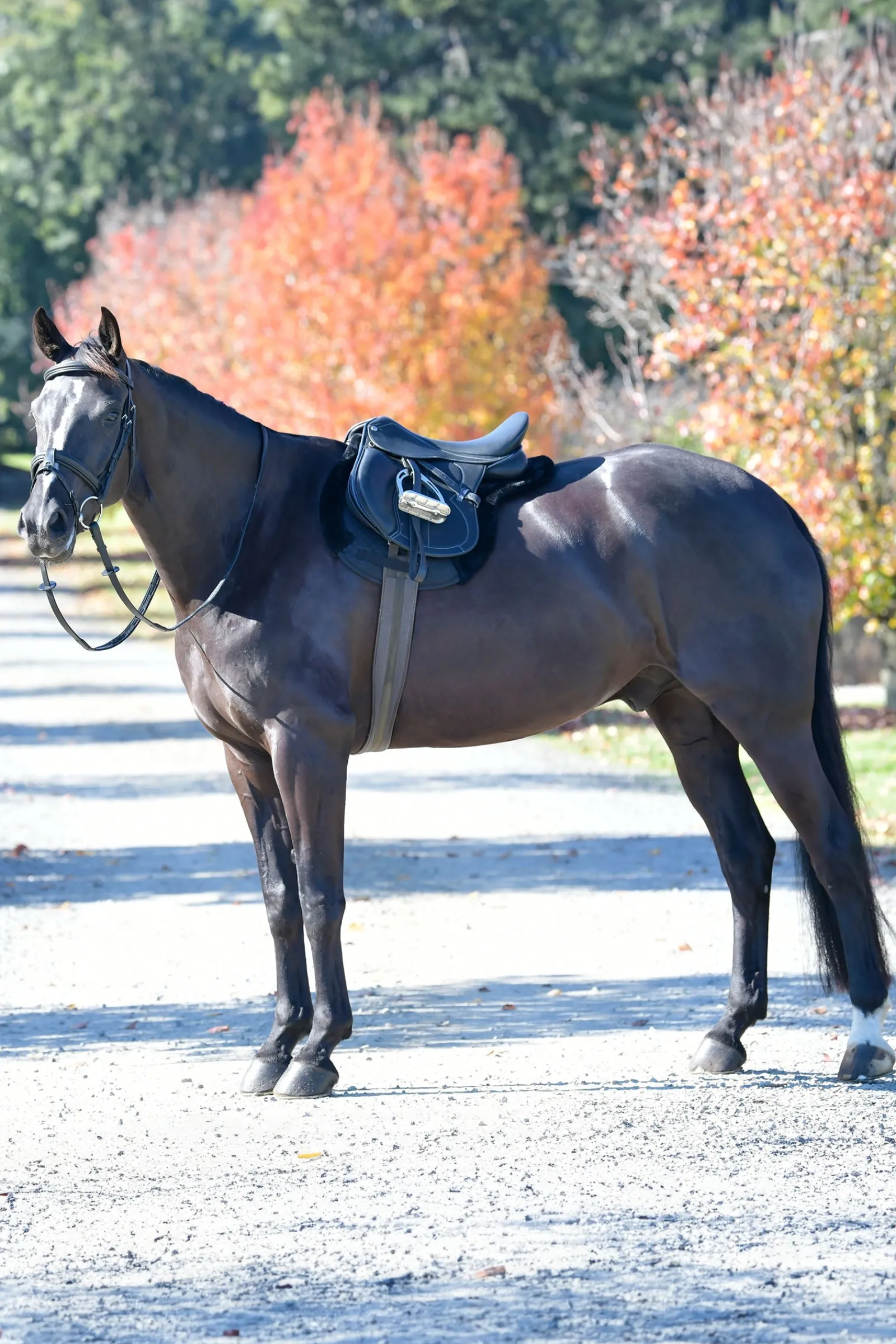 Weatherbeeta Prime Comfy Fleece Numnah* Spring- & Vielseitigkeitsschabracken