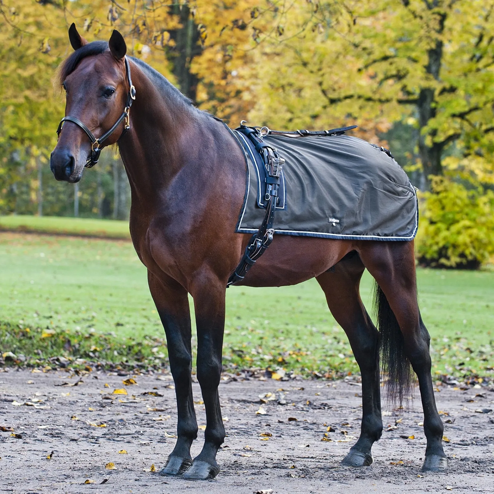 Finntack Pro Endura Quarter Nierendecke* Reit- & Nierendecken