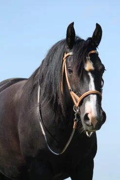 F.R.A. Freedom Riding Articles Shango Sidepull (System 3) Westerntrense* Trensen & Nasenriemen
