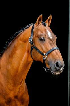 Horseware Signature Lederhalfter* Lederhalfter