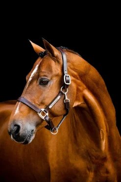 Horseware Signature Lederhalfter* Lederhalfter