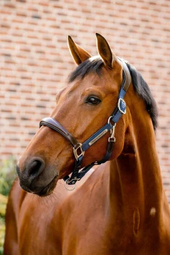 Horseware Signature Show Halfter* Halfter