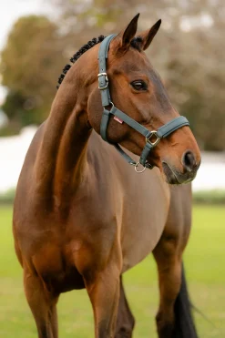 LeMieux Soft Shell Headcollar* Halfter