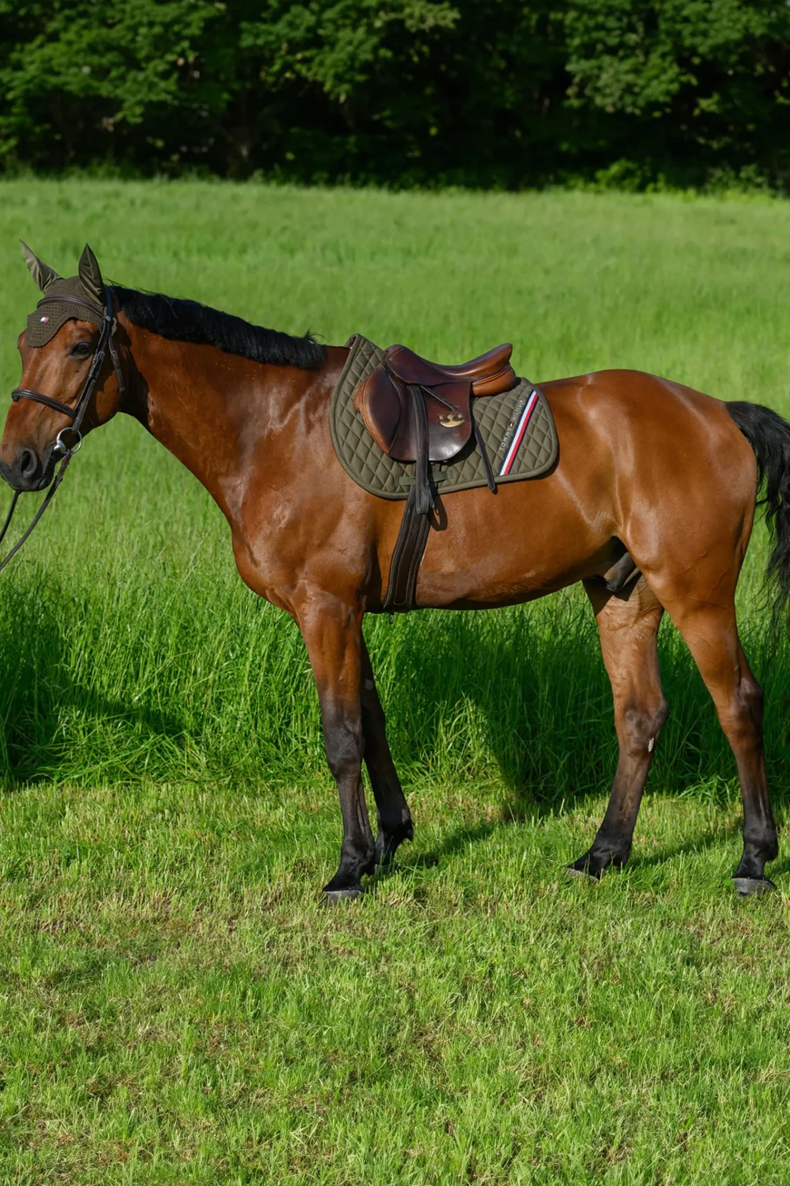Tommy Hilfiger Equestrian Stanford Springschabracke* Spring- & Vielseitigkeitsschabracken
