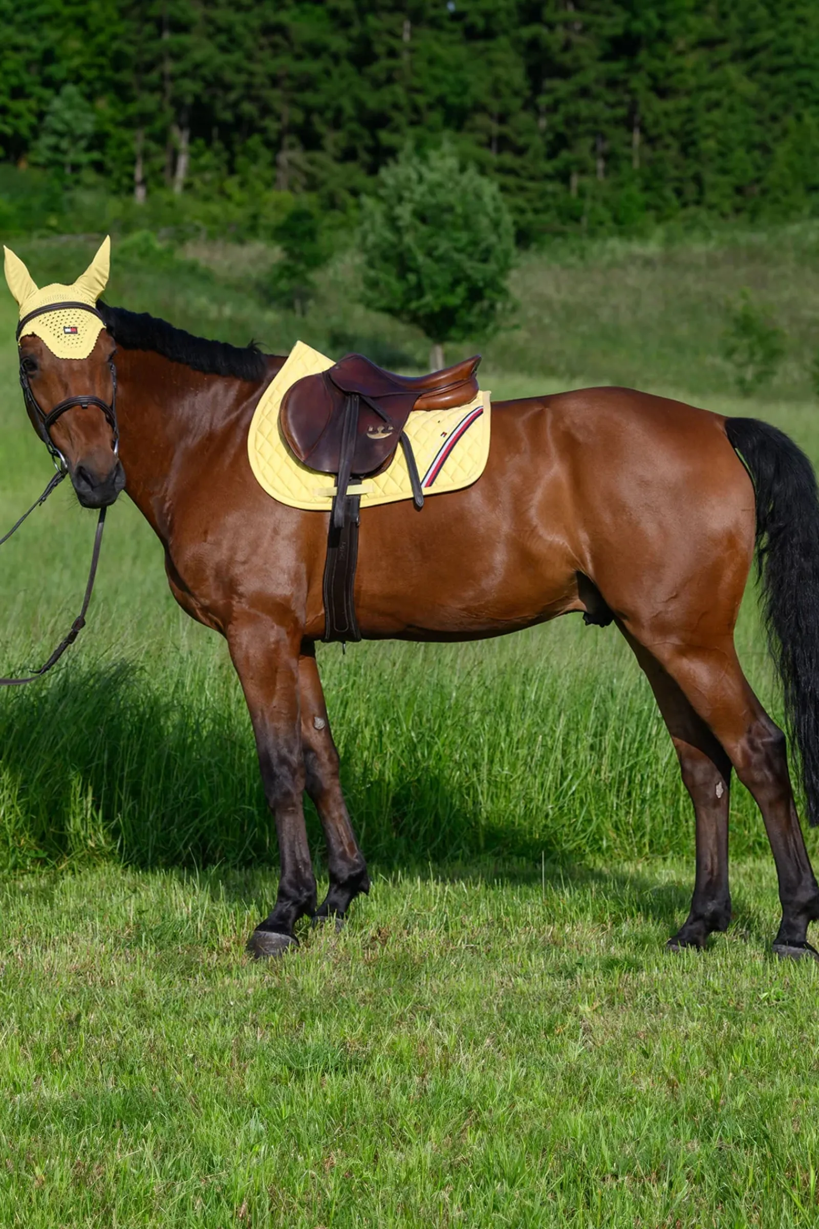 Tommy Hilfiger Equestrian Stanford Springschabracke* Spring- & Vielseitigkeitsschabracken