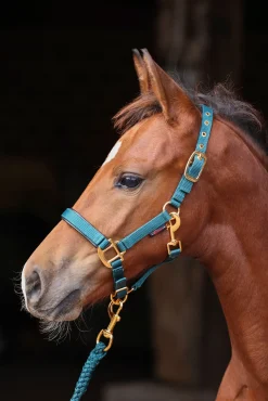 Covalliero TopLine Fohlenhalfter* Halfter