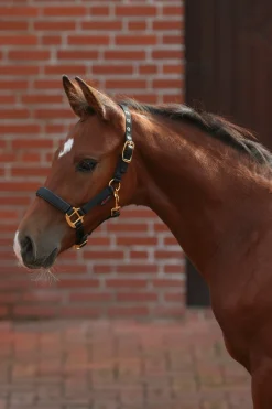 Covalliero TopLine Fohlenhalfter* Halfter