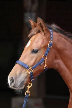 Covalliero TopLine Fohlenhalfter* Halfter
