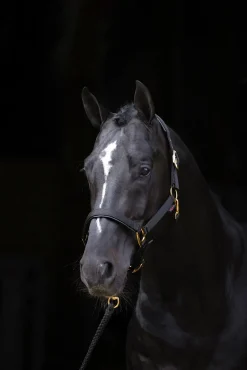 Covalliero TopLine Halfter* Halfter