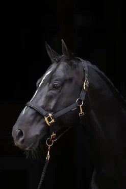 Covalliero TopLine Halfter* Halfter