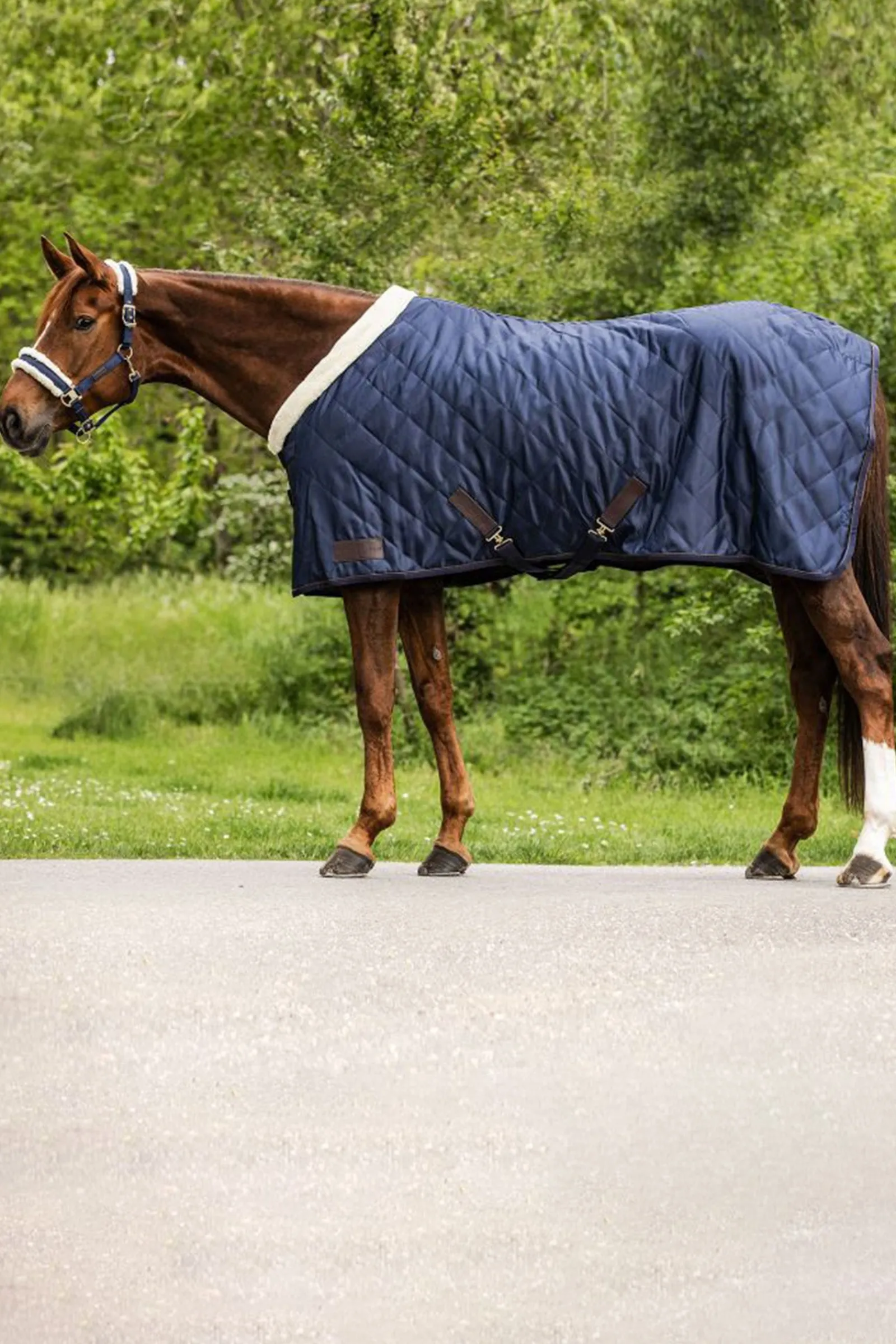 Waldhausen Transportdecke Exclusive, 50g* Abschwitzdecken